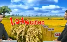 Đứng thứ 2 về xuất khẩu gạo, Việt Nam vẫn chưa có... bộ giống lúa quốc gia