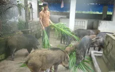 Trở thành tỷ phú nhờ mô hình liên kết sản xuất lợn rừng hữu cơ