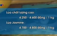 Giá lúa Hè Thu sớm ở ĐBSCL sụt giảm