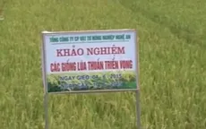 Chuyển giao giống lúa chất lượng cho miền Trung