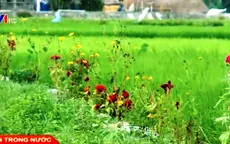 Sáng kiến mới giảm chi phí sản xuất của nông dân Đà Nẵng