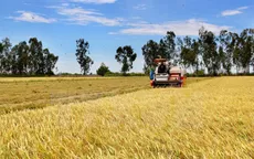 Năng suất lúa năm 2015 đạt kỷ lục