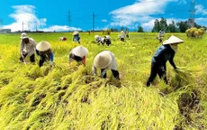 Việt Nam được lựa chọn thực hiện Bộ chuẩn mực về canh tác lúa bền vững