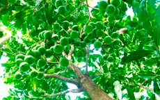 Người trồng mắc ca lo ngại thị trường tiêu thụ