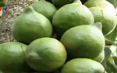 Phát triển cây mắc ca ở Việt Nam: Không thể nóng vội
