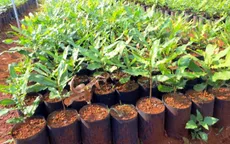 Hầu hết giống mắc ca tại Đăk Nông không rõ nguồn gốc