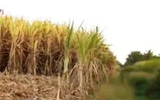 Người trồng mía lao đao vì kênh cạn nước