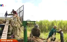 Nông dân trồng mía được mùa, được giá