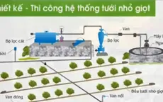 Tham khảo công nghệ sản xuất mía của Israel