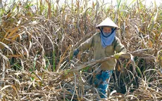 Phú Yên: Mía chết hàng loạt không rõ nguyên nhân