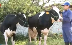 “Hoa hậu bò sữa” 2015 phải đáp ứng nhiều tiêu chí