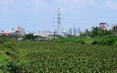 Hơn 200km kênh rạch bị ảnh hưởng vì lục bình