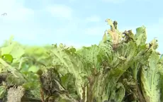 Hưng Yên: Nông dân thiệt hại nặng do mưa lớn