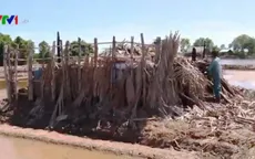 Diêm dân Bến Tre khốn đốn vì muối ế đầy đồng