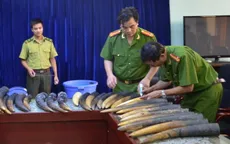 Lào Cai: Bắt giữ 106kg sừng động vật