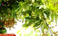 Nhãn Hưng Yên "nóng lòng" chờ doanh nghiệp