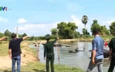 Ngang nhiên buôn lậu trâu, bò ở biên giới Việt Nam - Campuchia
