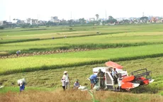 Niềm vui xuống đồng những ngày đầu năm