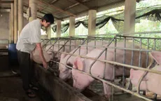 Đình chỉ 2 công ty sản xuất thức ăn chứa chất cấm