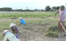 Ống tưới tiết kiệm nước: Giải pháp chống hạn ở Ninh Thuận
