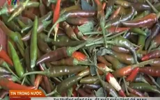 Ớt xuất khẩu tăng giá mạnh