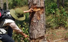 Lâm Đồng: Bắt đối tượng đầu độc rừng thông