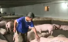 Chỉ thu 2 loại phí về kiểm dịch và kiểm soát giết mổ gia súc