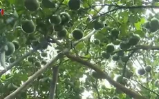 Nhà vườn Đồng Tháp tất bật chuẩn bị quýt hồng phục vụ Tết Bính Thân