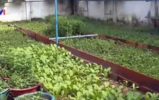 Tưới rau bằng điện thoại di động