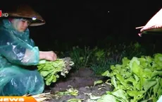 Hưng Yên: Người dân vùng rau vớt vát thu hoạch sau mưa lũ