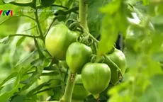Khám phá mô hình trồng rau trong nhà kính tại Nhật Bản