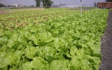 Sau 7 năm, diện tích trồng rau VietGap mới đạt 0,4%