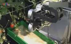 Robot hái dâu chín tự động