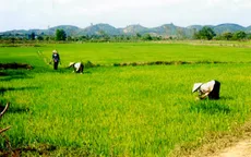 Phấn đấu bảo vệ 1 triệu ha lúa vụ Đông Xuân