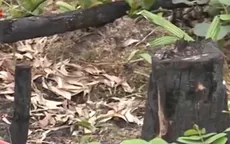 Hàng chục hecta rừng tại Phú Quốc bị tàn phá