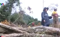 Quảng Ngãi: Rừng phòng hộ Trà Bồng bị tàn phá nặng