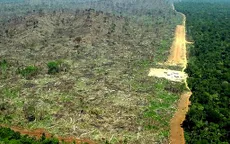 OECD: Kinh tế Brazil bị tác động mạnh bởi nạn phá rừng
