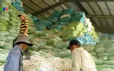 DN xuất khẩu sắn lát gặp khó do áp dụng mức thuế mới