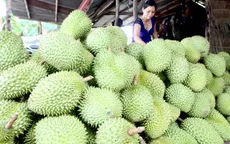 Thực hư việc ép chín sầu riêng non bằng hóa chất tại Tiền Giang
