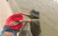 Thái Bình: Người nuôi tôm điêu đứng vì tôm chết hàng loạt
