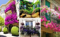Những ý tưởng vườn hoa ban công tuyệt đẹp
