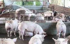 Tổng kiểm tra việc sử dụng chất cấm trong chăn nuôi