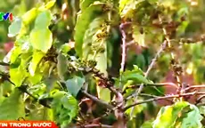 Vay vốn tái canh cà phê: Chỉ cần UBND cấp xã xác nhận