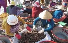 Biển Gành Son rộn ràng mùa khai thác sò