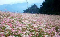Hà Giang lần đầu tổ chức Lễ hội Hoa tam giác mạch vào tháng 11