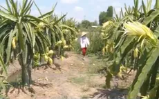 Tiền Giang: Thương lái ồ ạt thu mua hoa thanh long