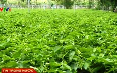 Nông dân Tây Ninh ồ ạt bỏ cao su trồng thiên lý