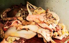 Tiêu huỷ gần 1,5 tấn thịt lợn đang phân huỷ