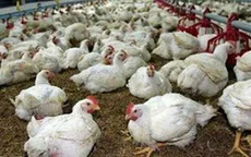 Đồng Nai: Giá gà công nghiệp tăng trở lại