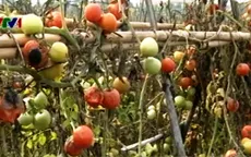 Hà Nội: Nông dân thất thu vì mưa kéo dài
